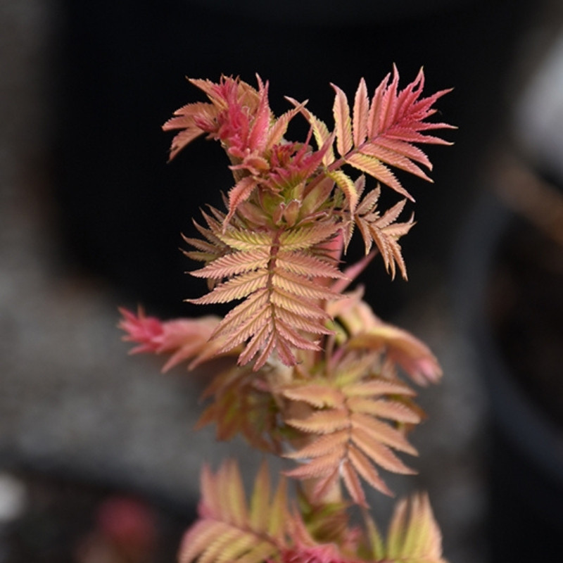 Sorbaria Sorbifolia, Spiraea Sorbifolia Seeds - 30