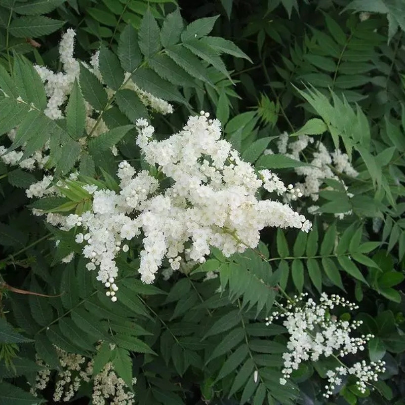 Sorbaria Sorbifolia, Spiraea Sorbifolia Seeds - 30