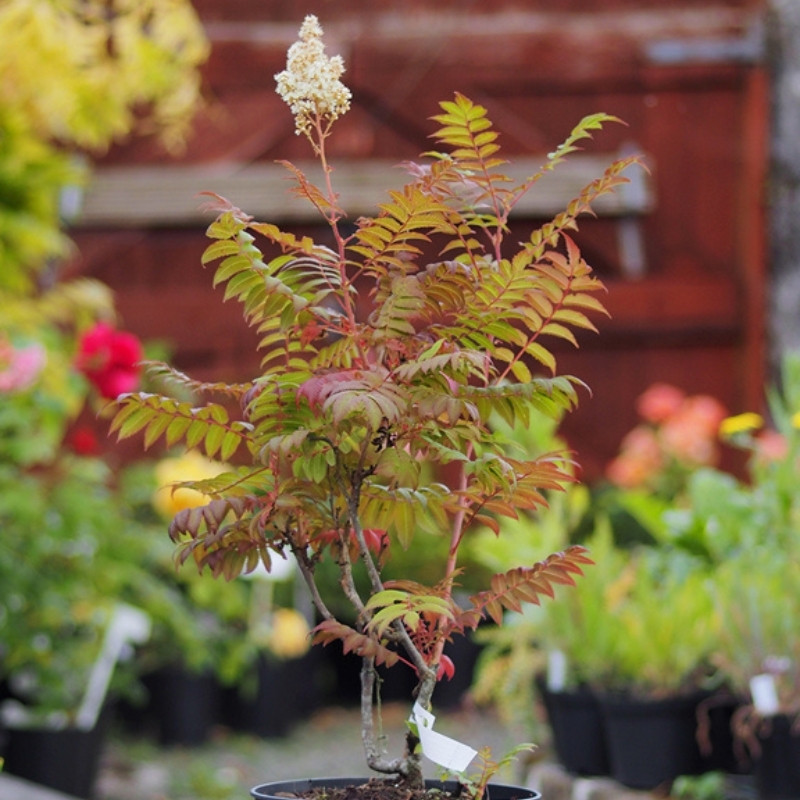 Sorbaria Sorbifolia, Spiraea Sorbifolia Seeds - 30