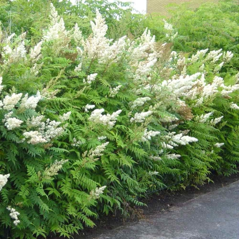 Sorbaria Sorbifolia, Spiraea Sorbifolia Seeds - 30