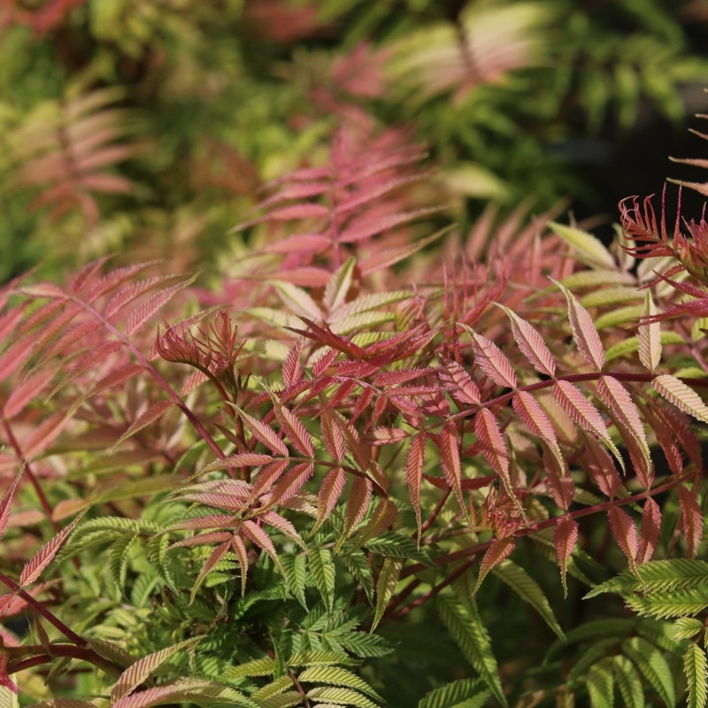 Sorbaria Sorbifolia, Spiraea Sorbifolia Seeds - 30