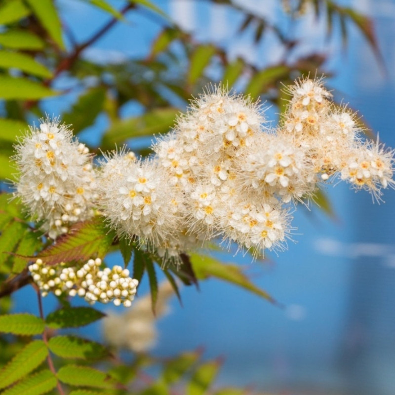 Sorbaria Sorbifolia, Spiraea Sorbifolia Seeds - 30