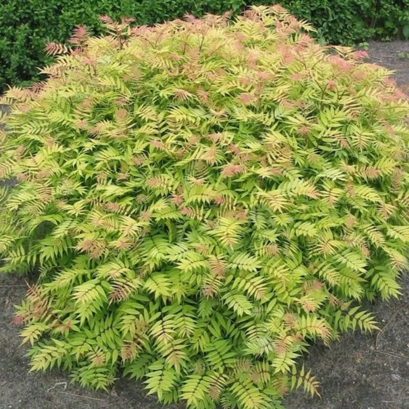Sorbaria Sorbifolia, Spiraea Sorbifolia Seeds - 30