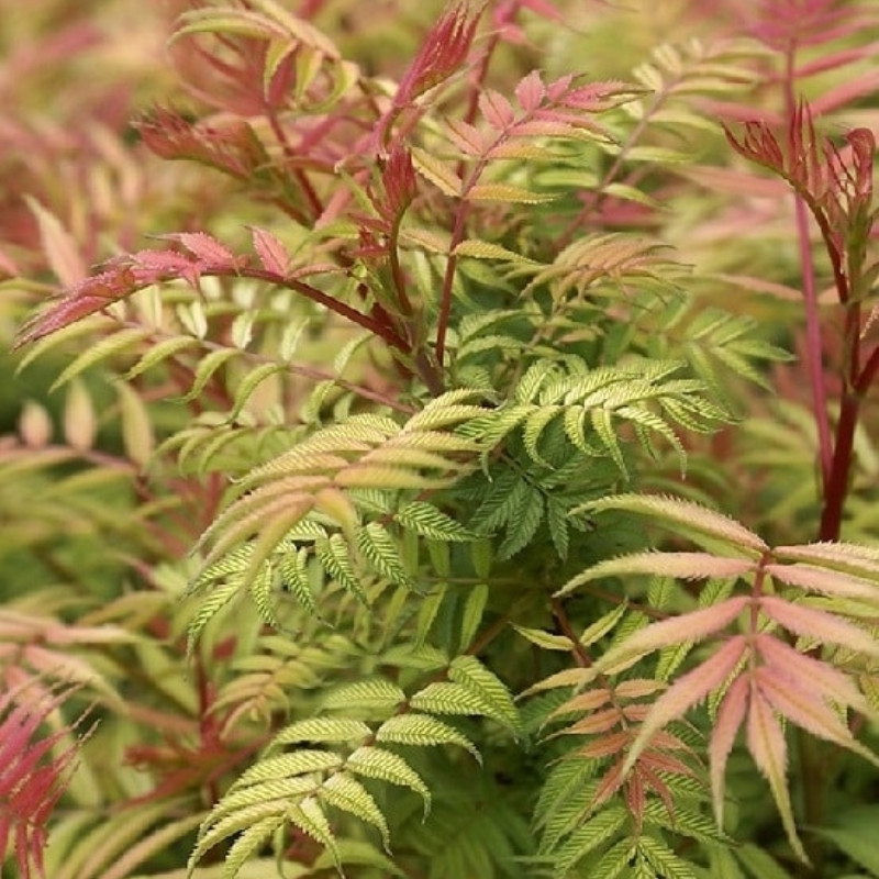 Sorbaria Sorbifolia, Spiraea Sorbifolia Seeds - 30