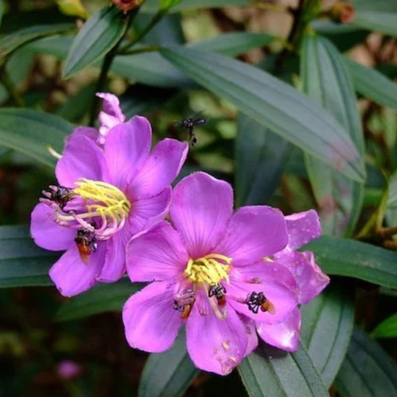 Melastoma Malabathricum Seeds, Indian Rhododendron - 100