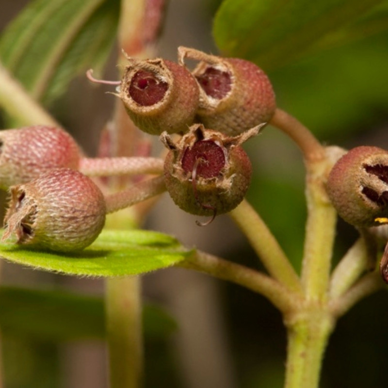 Melastoma Malabathricum Seeds, Indian Rhododendron - 100