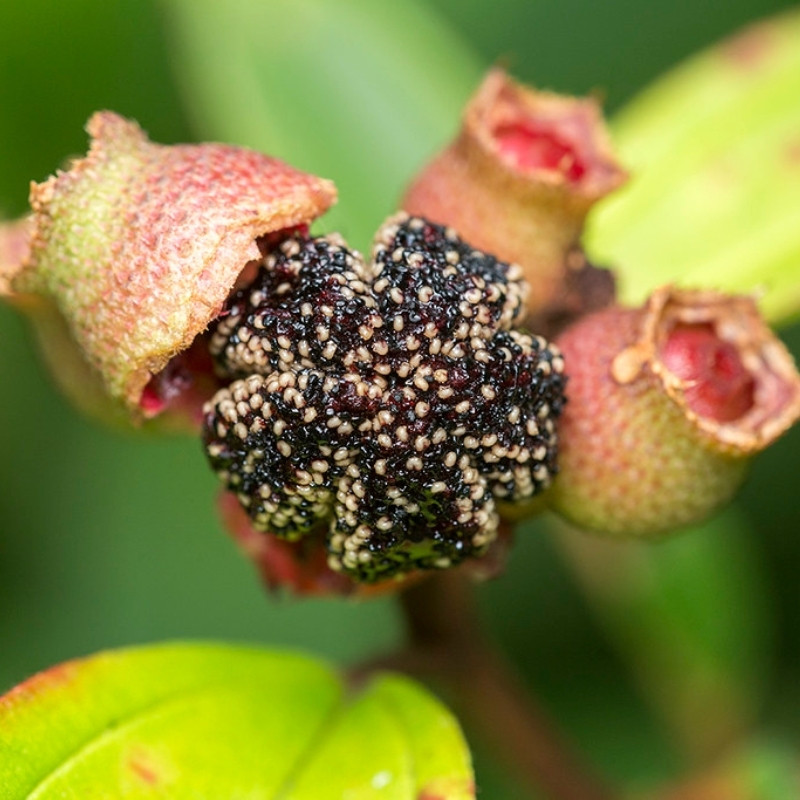 Melastoma Malabathricum Seeds, Indian Rhododendron - 100