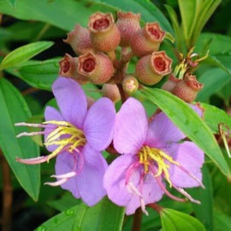 Melastoma Malabathricum Seeds, Indian Rhododendron - 100