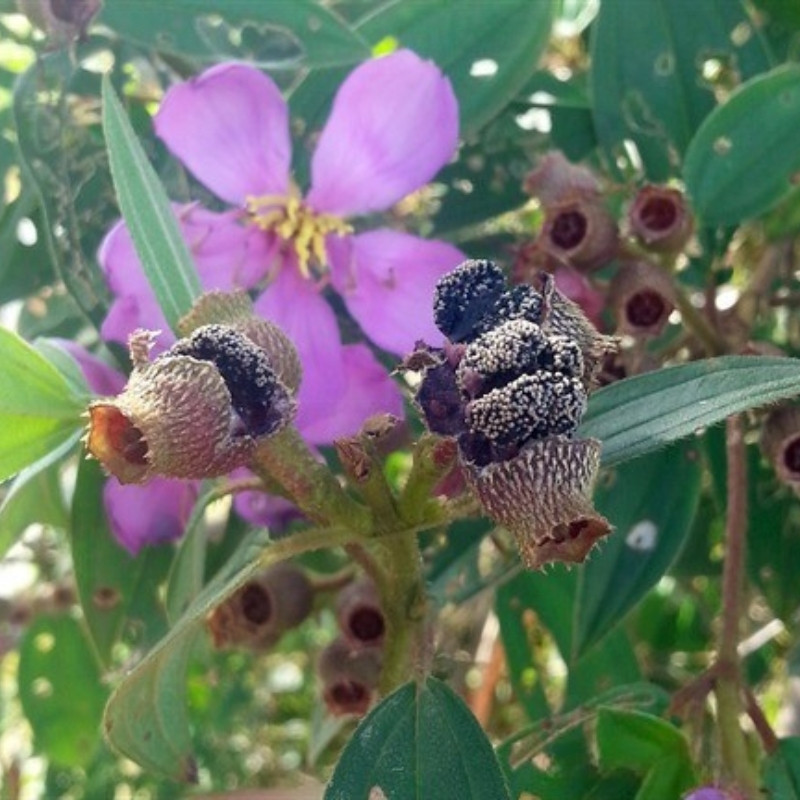 Melastoma Malabathricum Seeds, Indian Rhododendron - 100