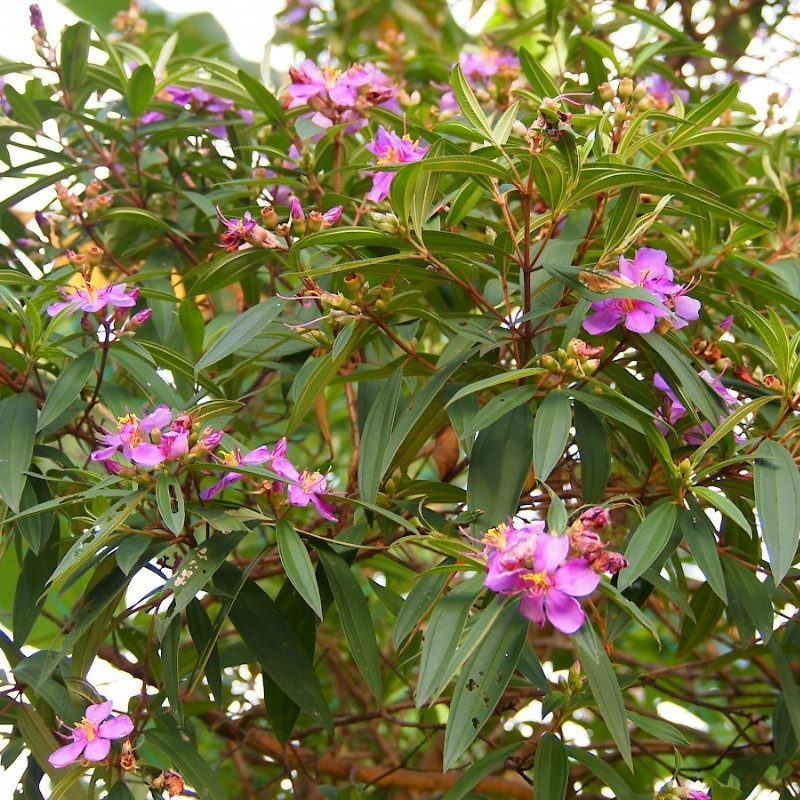 Melastoma Malabathricum Seeds, Indian Rhododendron - 100