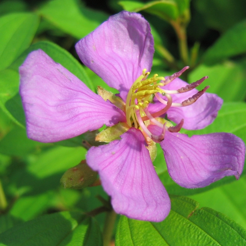 Melastoma Malabathricum Seeds, Indian Rhododendron - 100