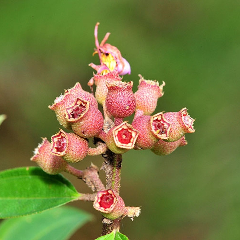 Melastoma Malabathricum Seeds, Indian Rhododendron - 100