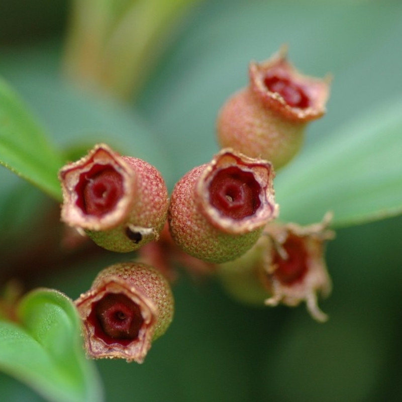 Melastoma Malabathricum Seeds, Indian Rhododendron - 100