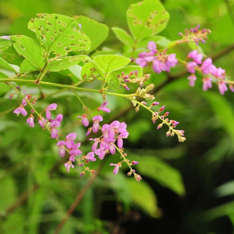 Desmodium Sequax Seeds, Puhuaea Sequax - 10