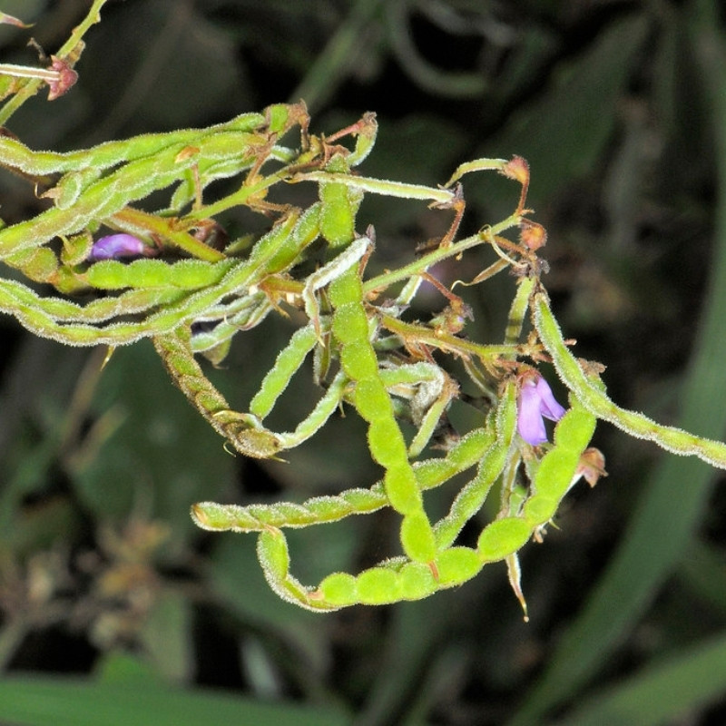 Desmodium Sequax Seeds, Puhuaea Sequax - 10
