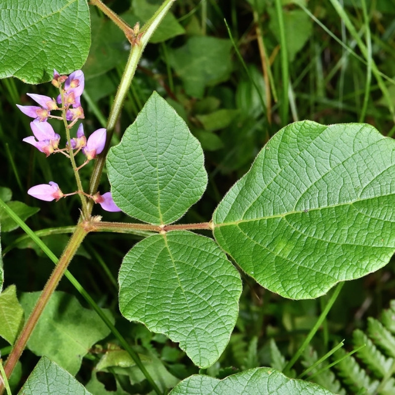Desmodium Sequax Seeds, Puhuaea Sequax - 10