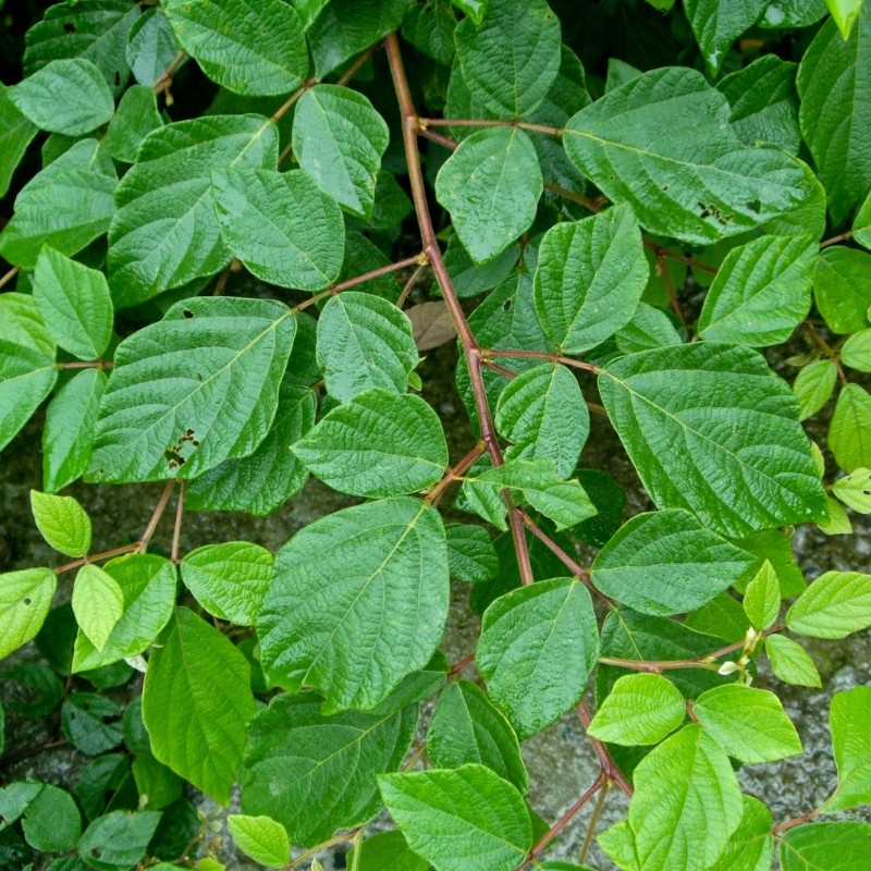 Desmodium Sequax Seeds, Puhuaea Sequax - 10