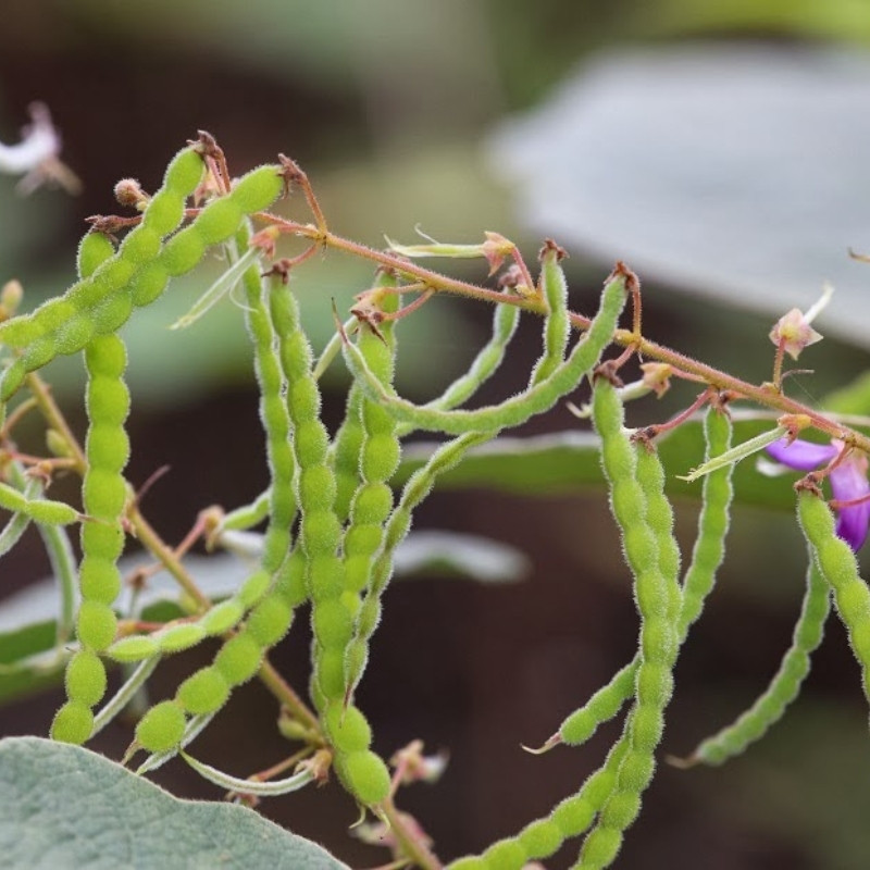 Desmodium Sequax Seeds, Puhuaea Sequax - 10