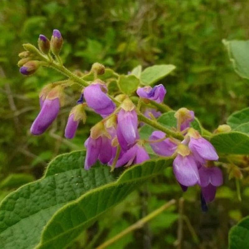 Desmodium Sequax Seeds, Puhuaea Sequax - 10