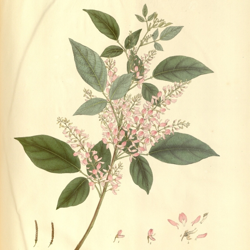 Desmodium Sequax Seeds, Puhuaea Sequax - 10