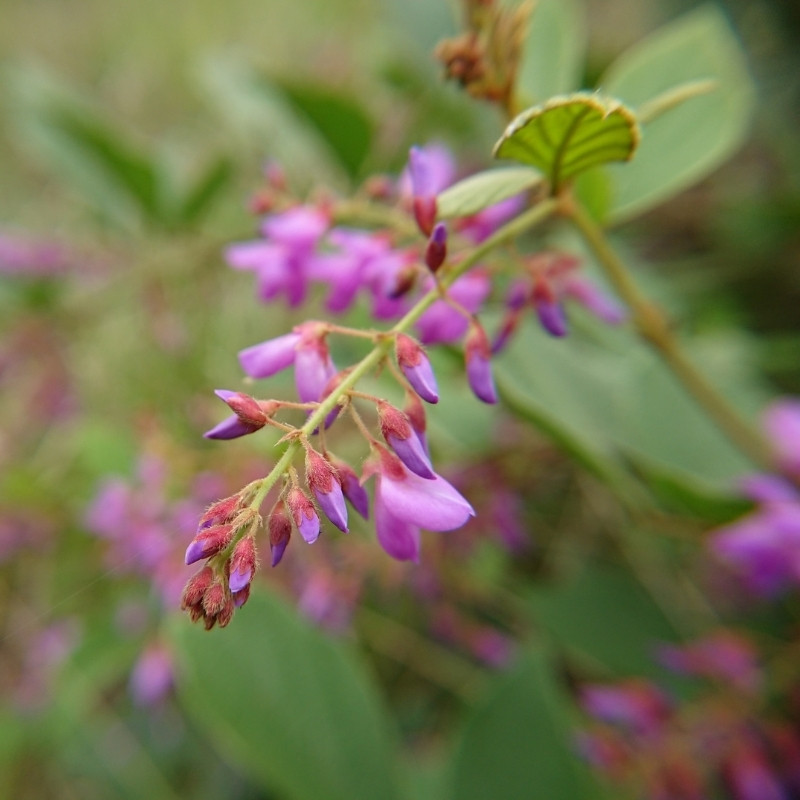 Desmodium Sequax Seeds, Puhuaea Sequax - 10
