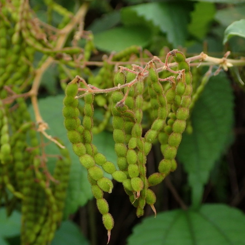 Desmodium Sequax Seeds, Puhuaea Sequax - 10
