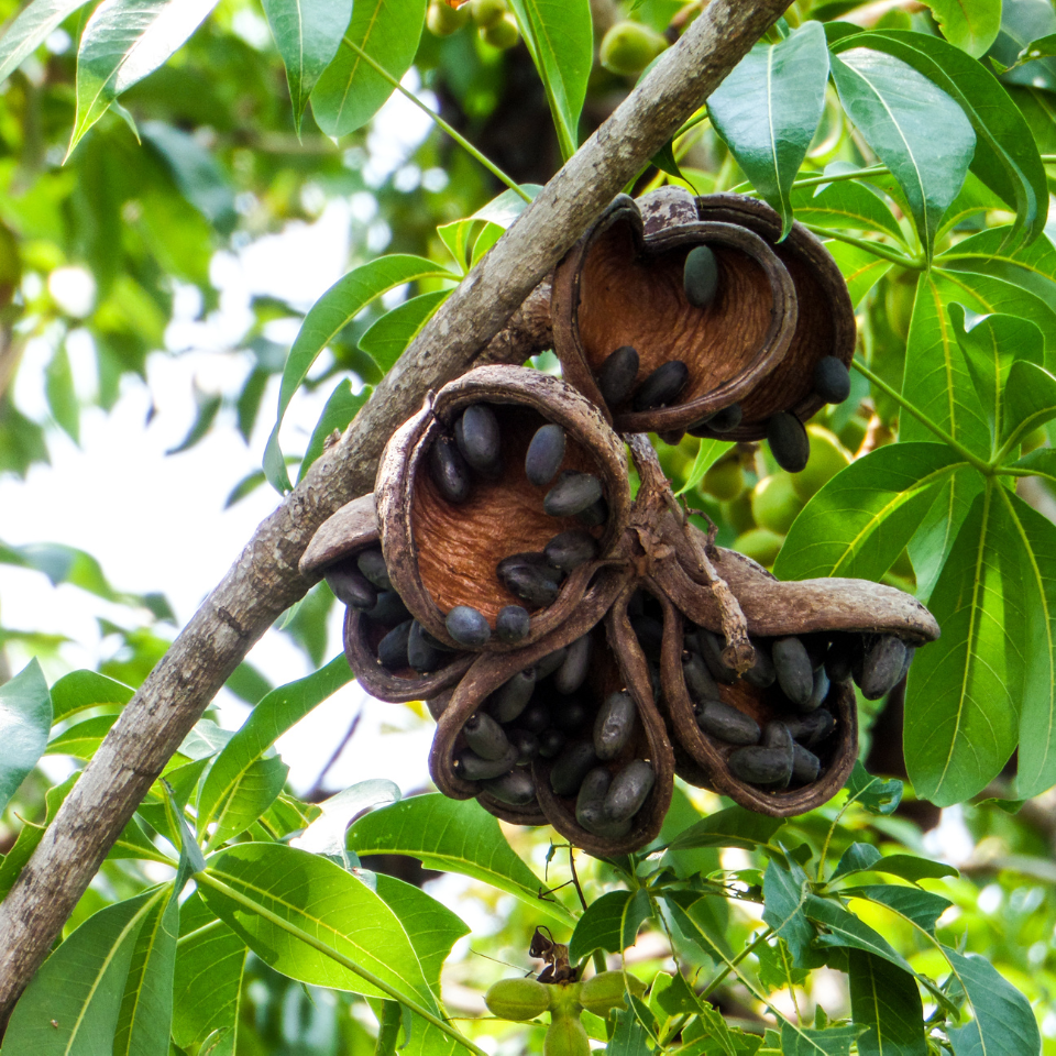 Sterculia Foetida, Jungli Badam seeds - 10