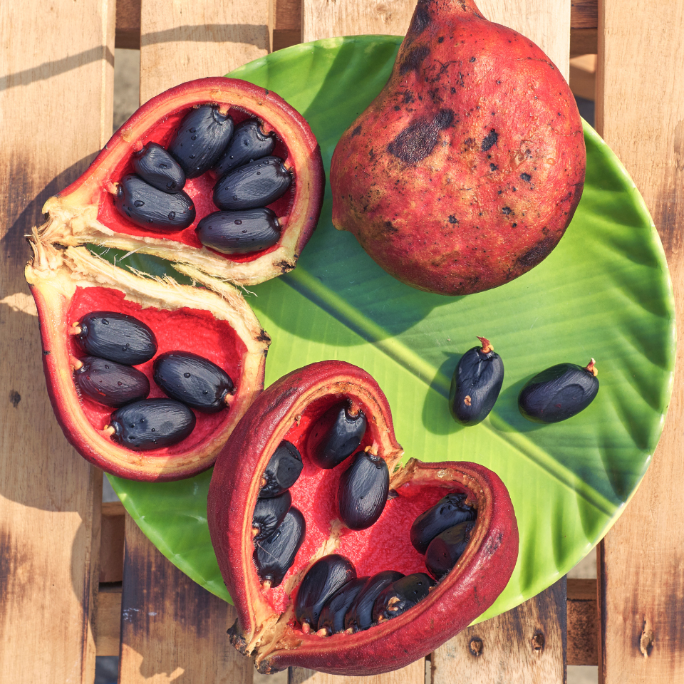 Sterculia Foetida, Jungli Badam seeds - 10