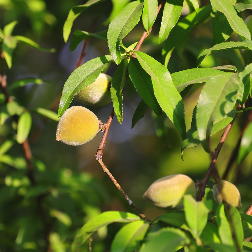 Sterculia Foetida, Jungli Badam seeds - 10