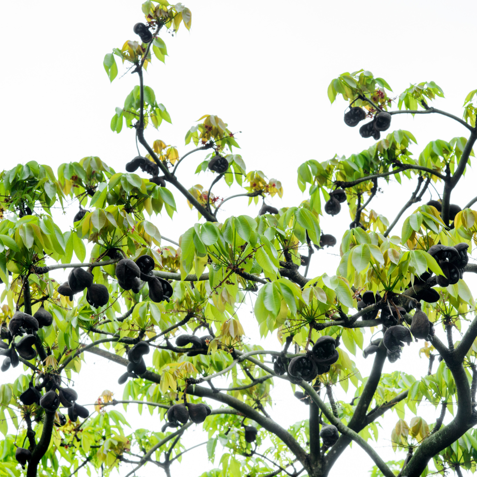 Sterculia Foetida, Jungli Badam seeds - 10