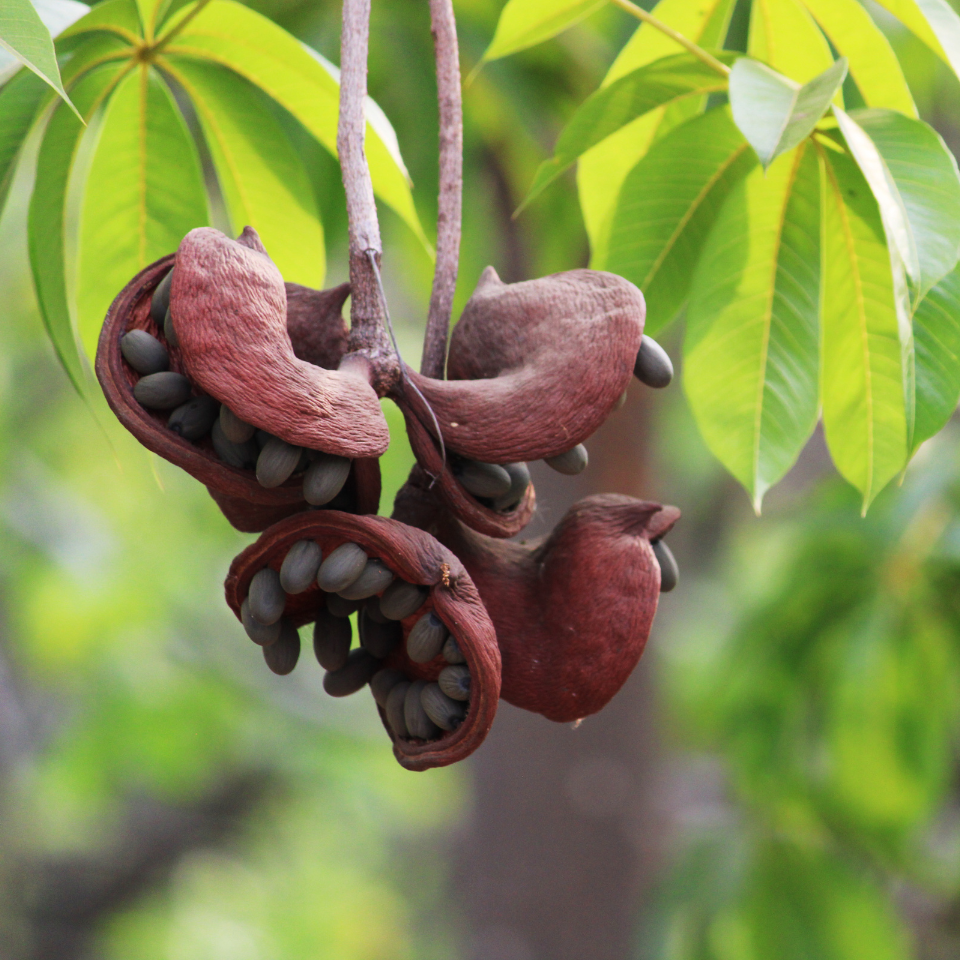 Sterculia Foetida, Jungli Badam seeds - 10