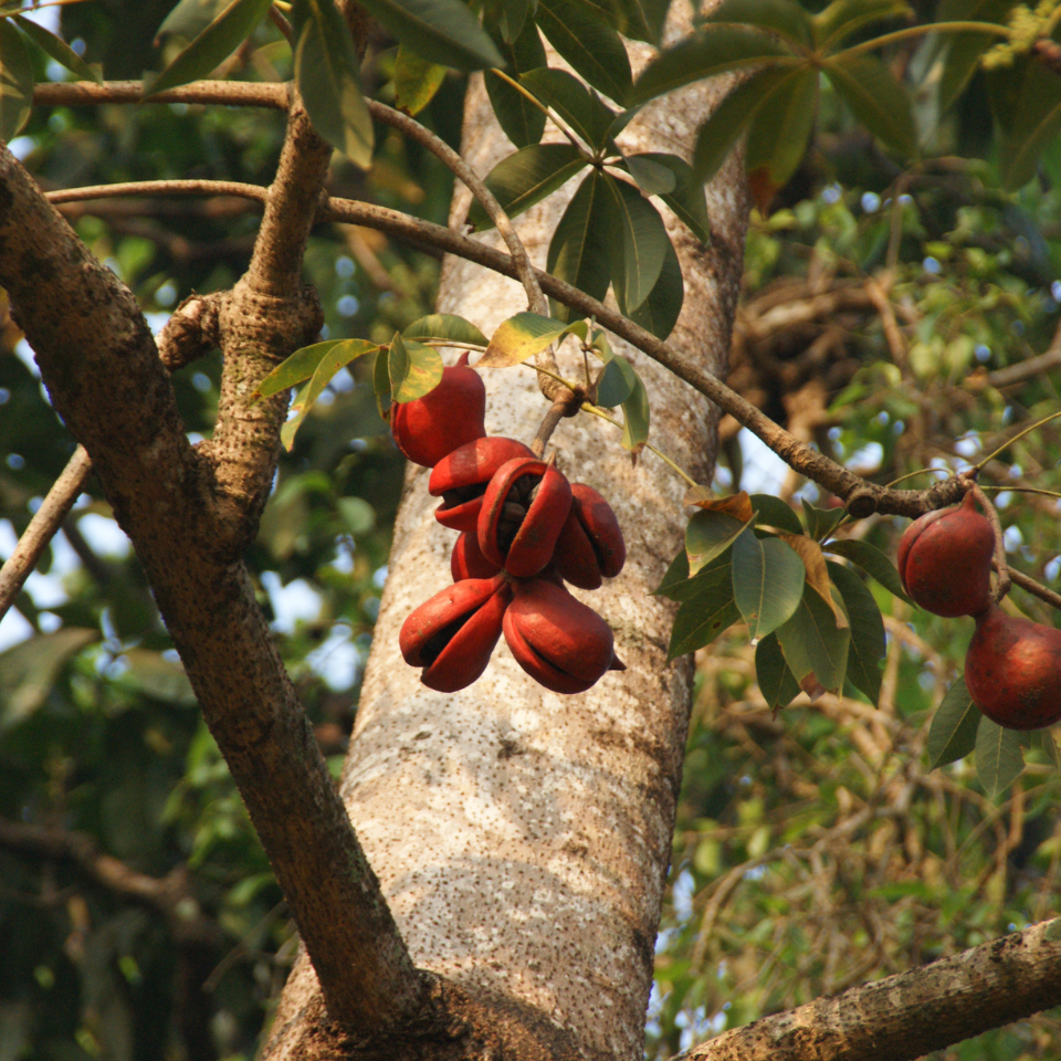 Sterculia Foetida, Jungli Badam seeds - 10