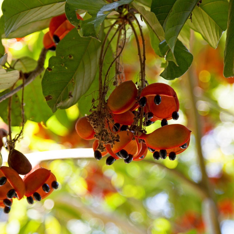 Sterculia Foetida, Jungli Badam seeds - 10