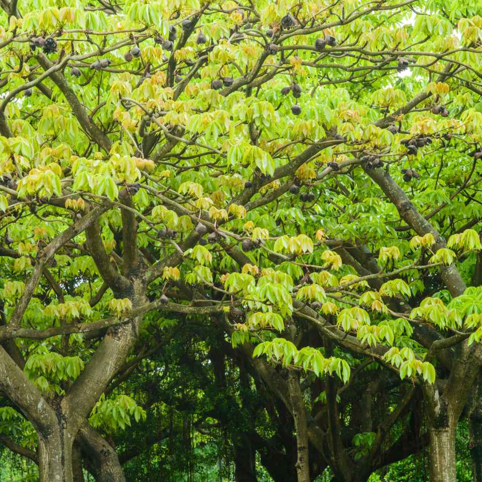 Sterculia Foetida, Jungli Badam seeds - 10