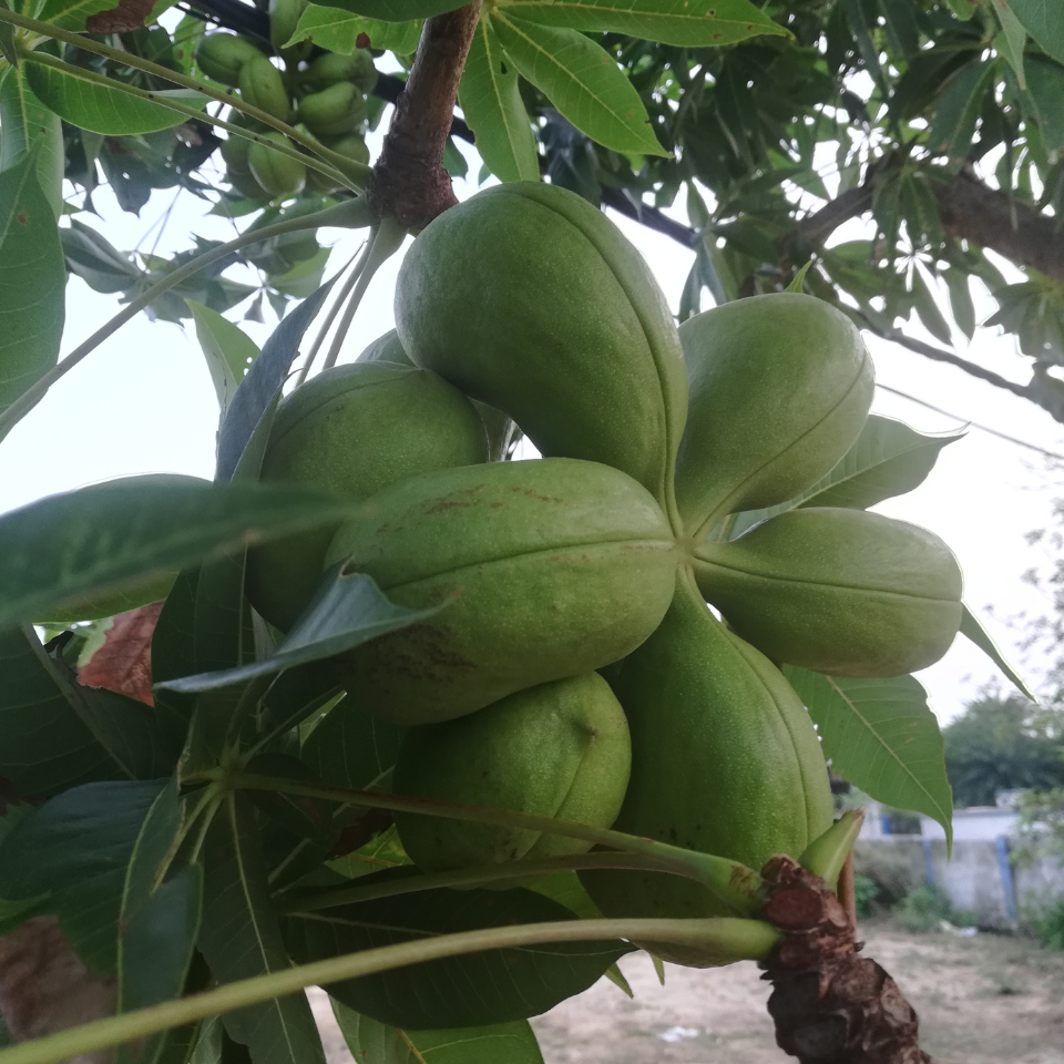 Sterculia Foetida, Jungli Badam seeds - 10