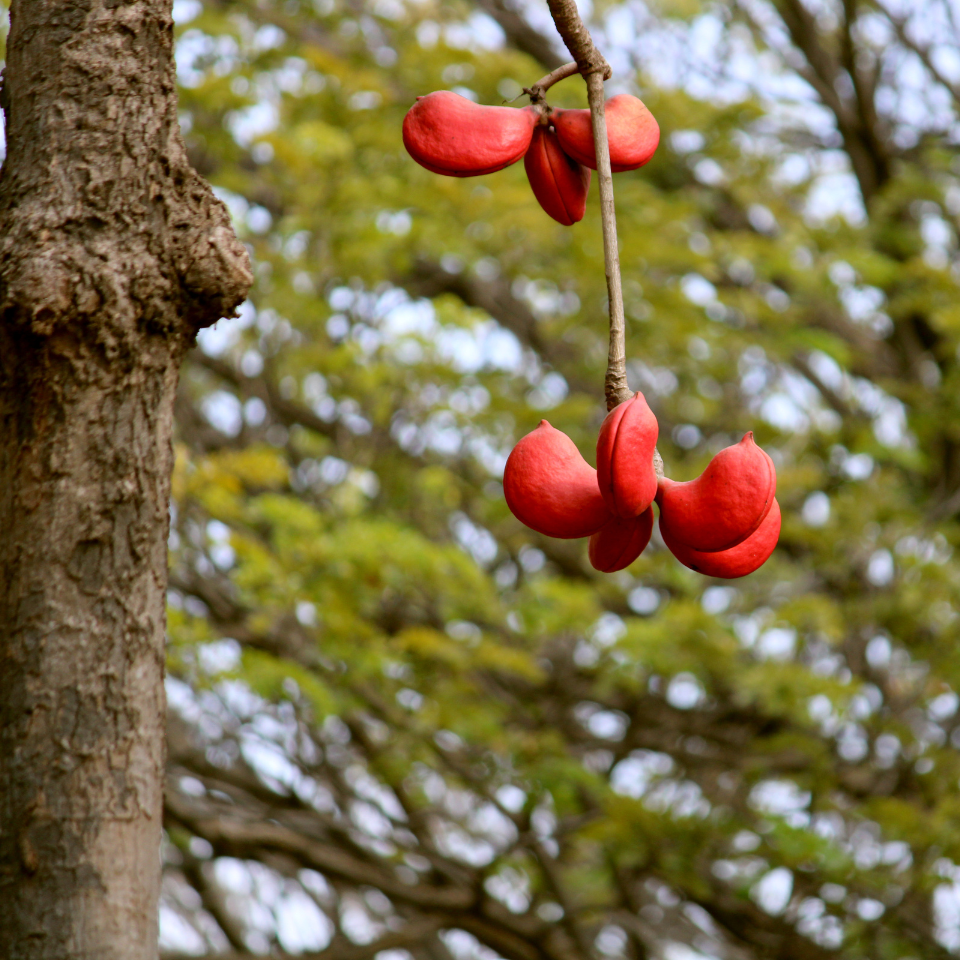 Sterculia Foetida, Jungli Badam seeds - 10