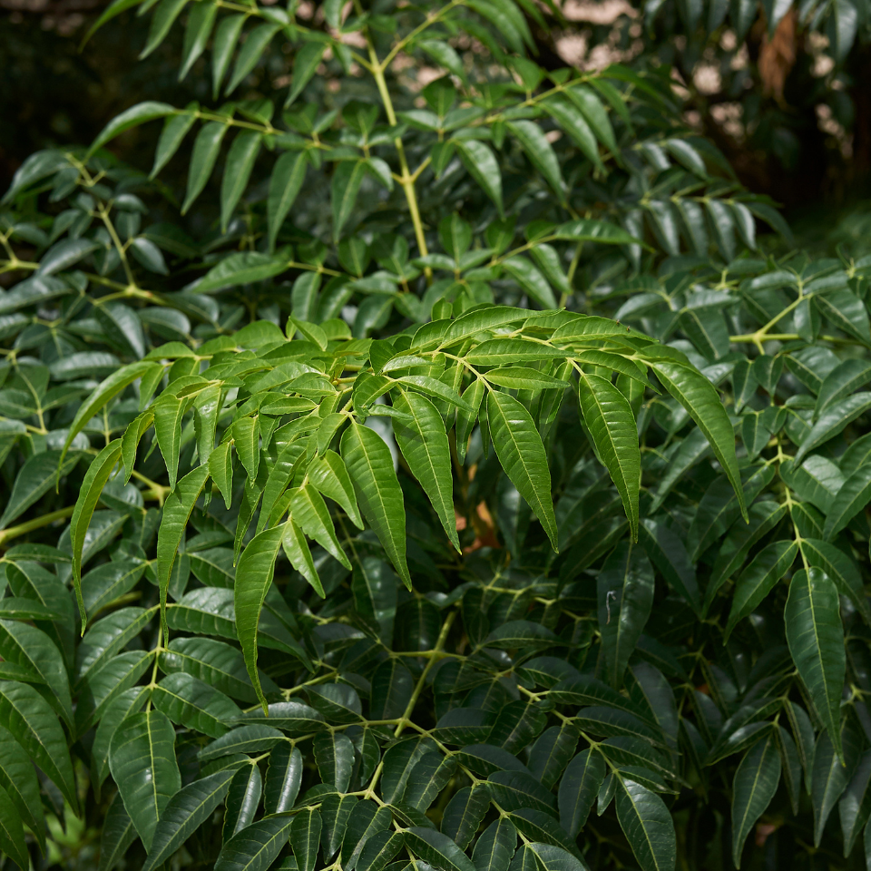 Melia Azedarach Seeds, White Cedar - 10
