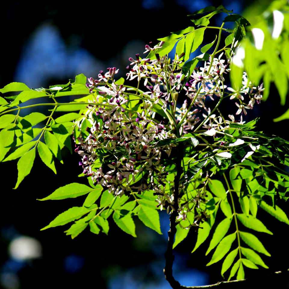 Melia Azedarach Seeds, White Cedar - 10