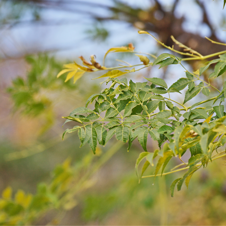 Melia Azedarach Seeds, White Cedar - 10