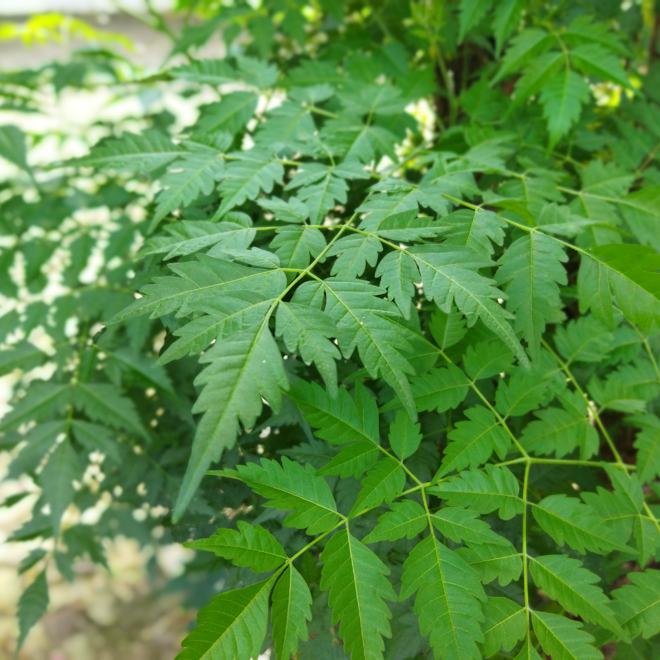 Melia Azedarach Seeds, White Cedar - 10