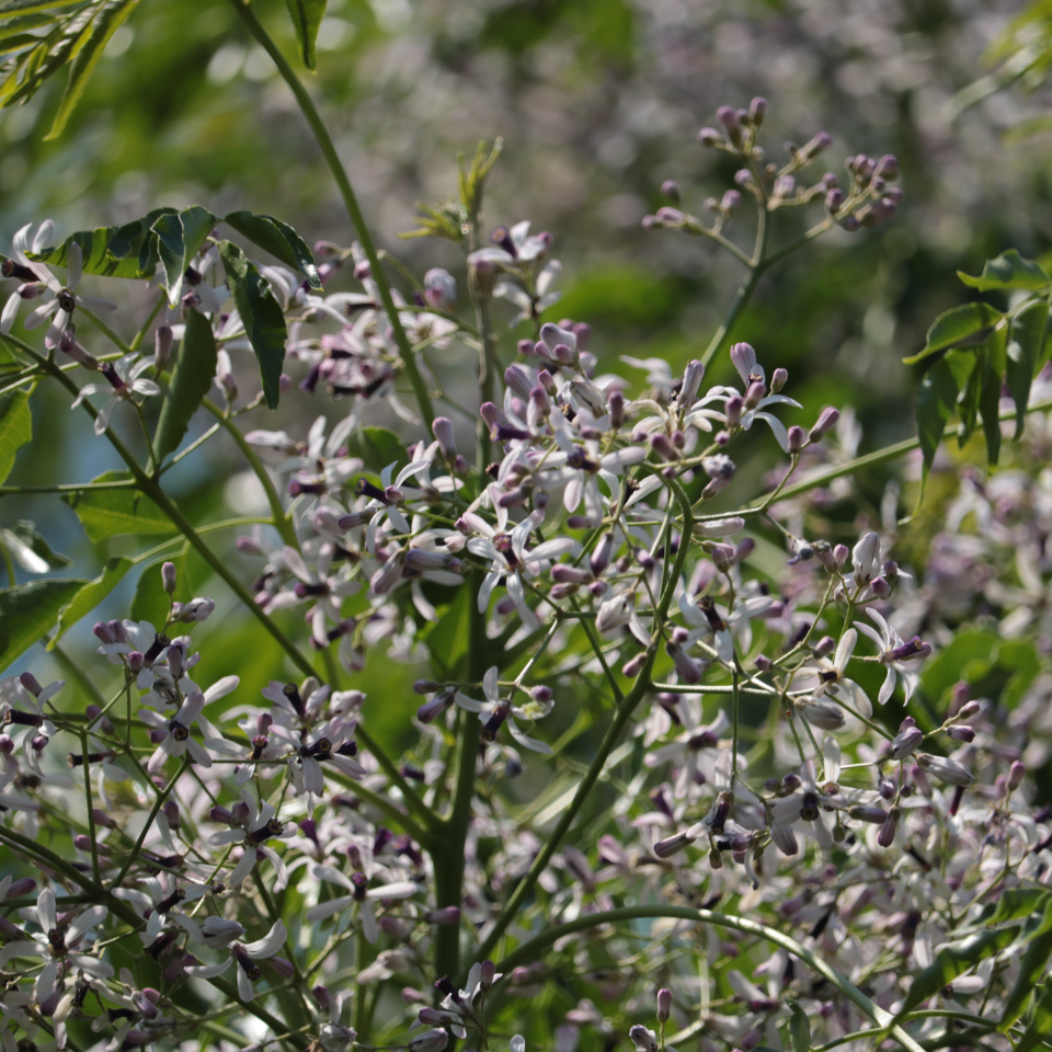 Melia Azedarach Seeds, White Cedar - 10