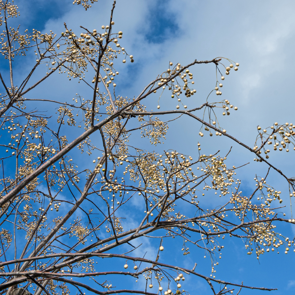 Melia Azedarach Seeds, White Cedar - 10