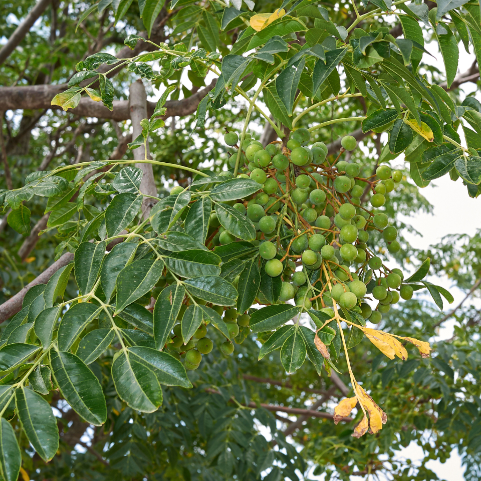 Melia Azedarach Seeds, White Cedar - 10