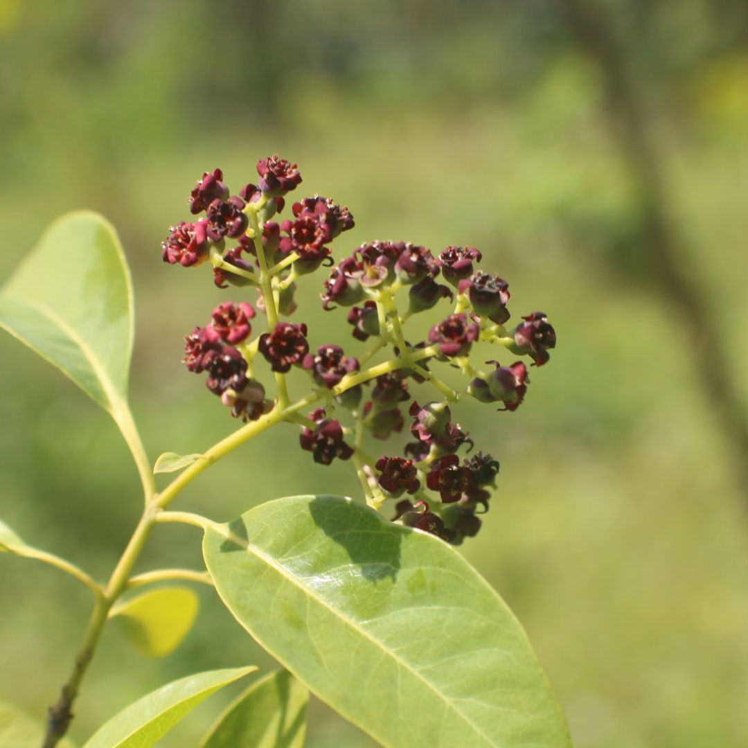 White Sandalwood Seeds, Santalum Album - 20