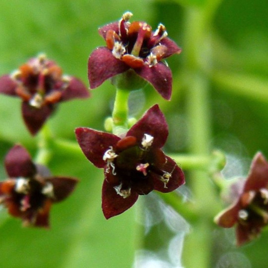 White Sandalwood Seeds, Santalum Album - 20