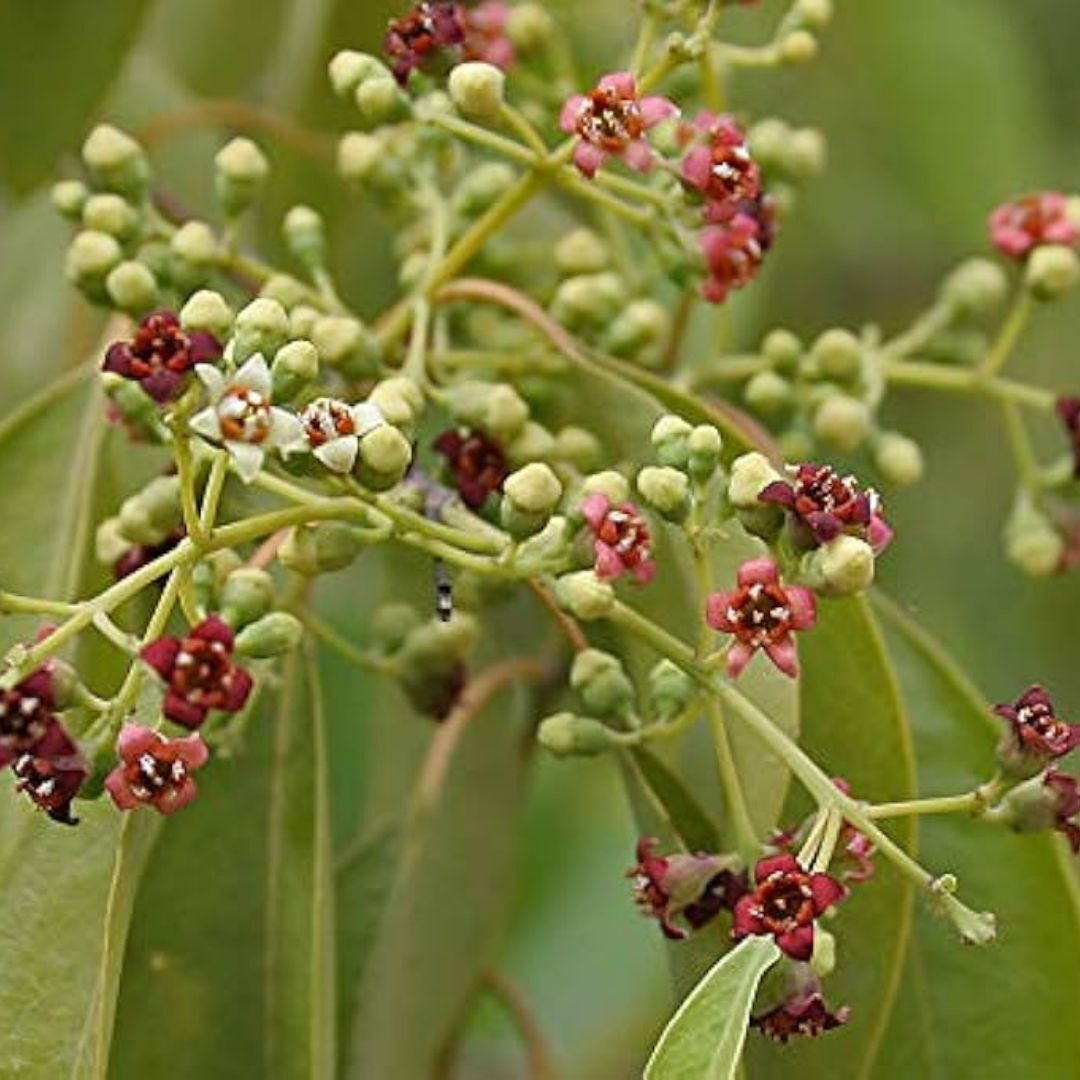 White Sandalwood Seeds, Santalum Album - 20