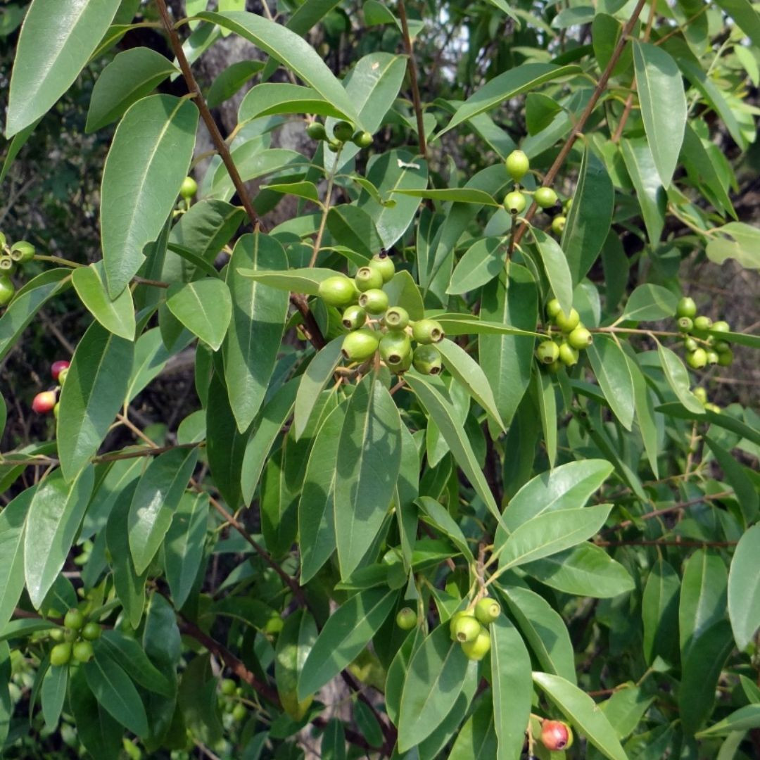 White Sandalwood Seeds, Santalum Album - 20