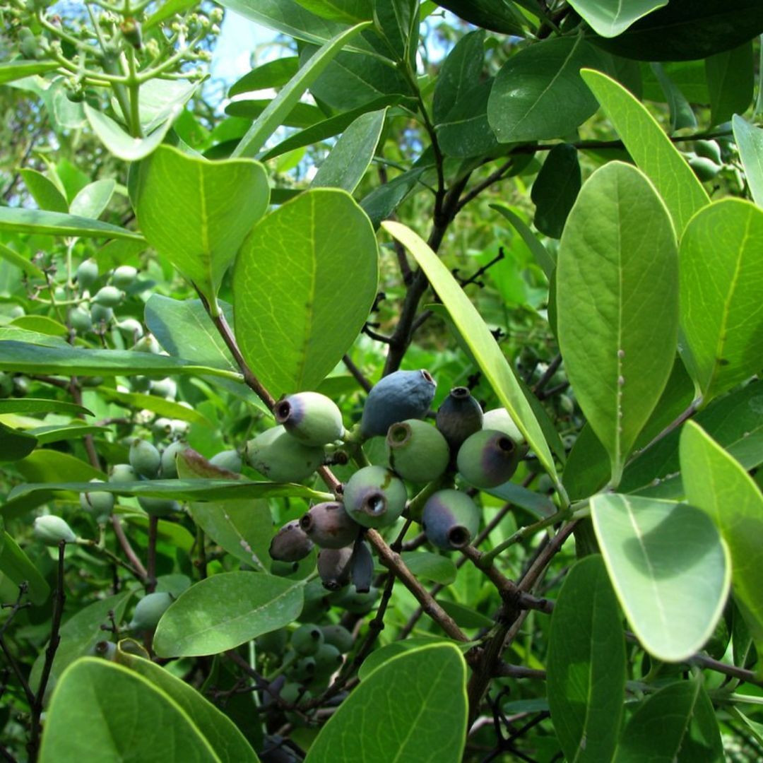 White Sandalwood Seeds, Santalum Album - 20