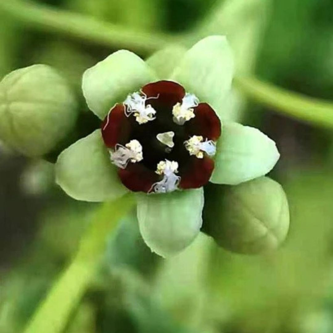 White Sandalwood Seeds, Santalum Album - 20