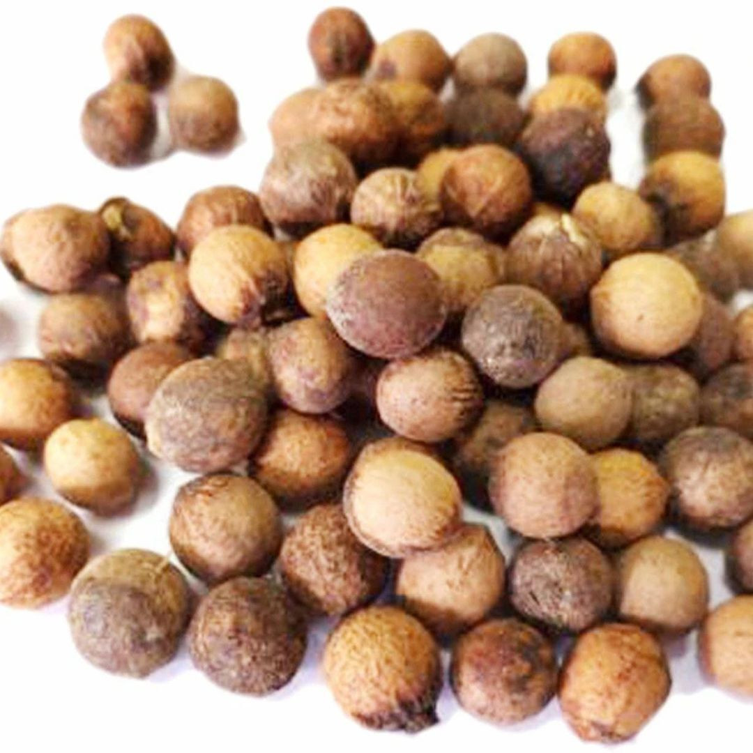 White Sandalwood Seeds, Santalum Album - 20